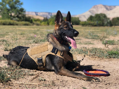 Dog Harness for Large Dogs Collar Leash Molle Pouch Military Harnesses French Bulldog Pet Tactical Training Vest Dog Accessories